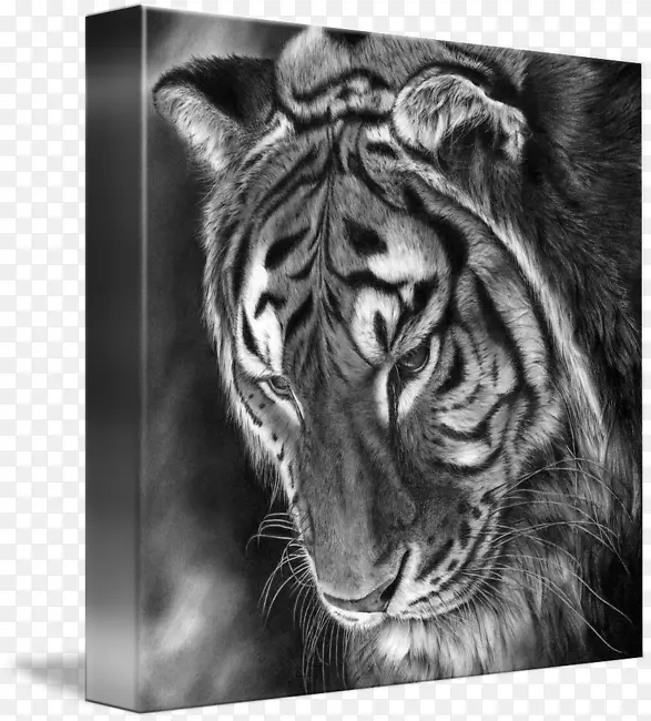 虎狮胡须展览馆/m/02csf-Tiger