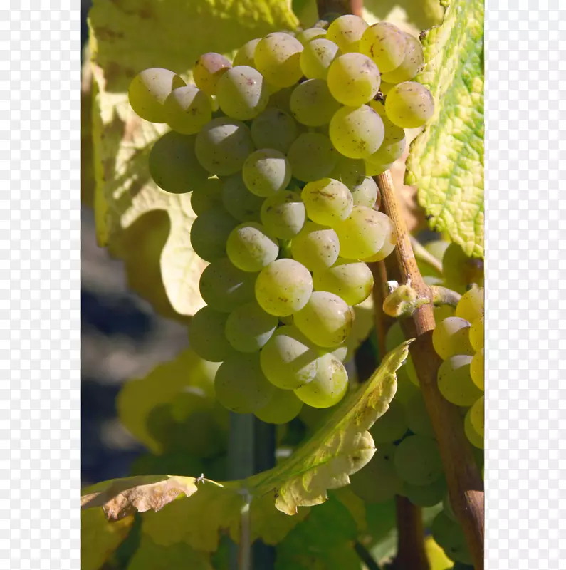 苏大拿葡萄品种瑞士葡萄酒海达葡萄