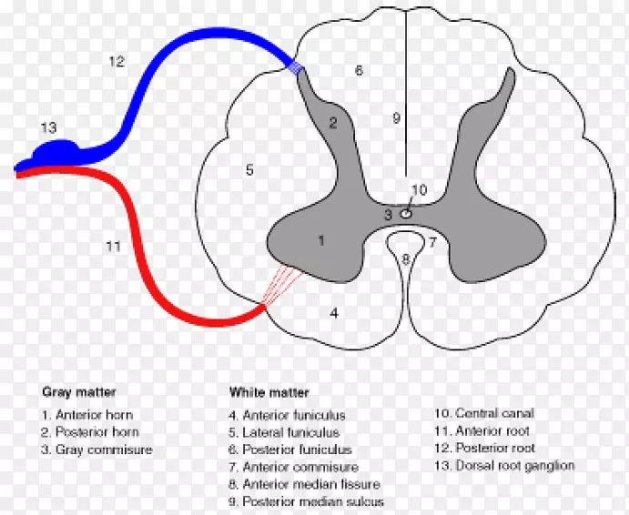 脊髓延髓前脊动脉椎管中枢神经系统-脑
