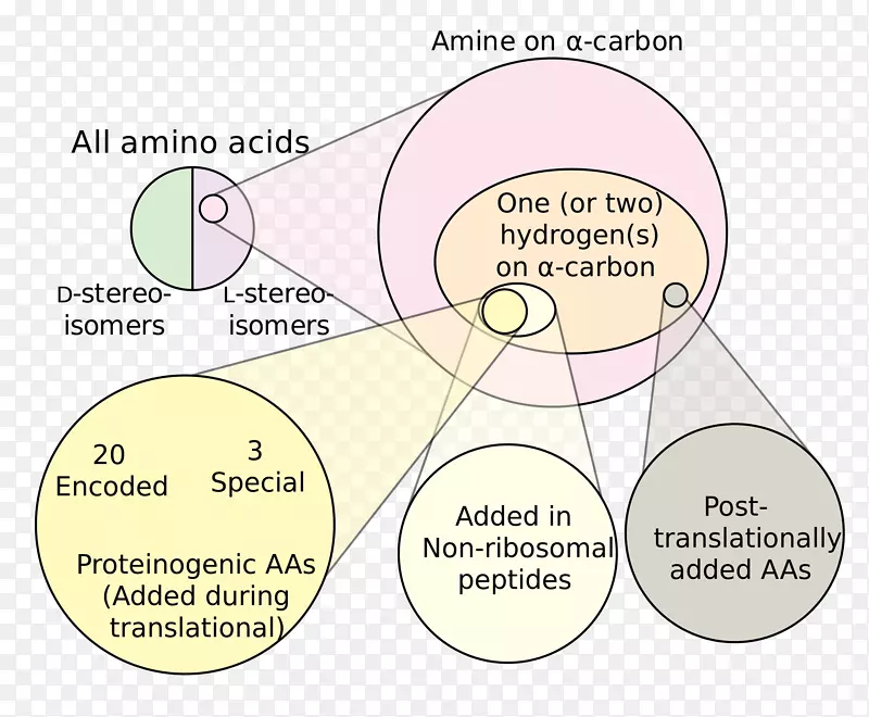 非蛋白质性氨基酸支链氨基酸阴性
