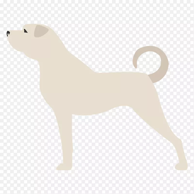 犬种小狗非运动组(犬)-牧人贝尔加