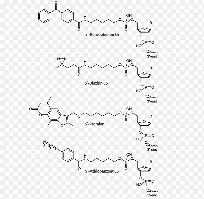 亚甲基蓝蒽醌分子寡核苷酸共价键陈岱