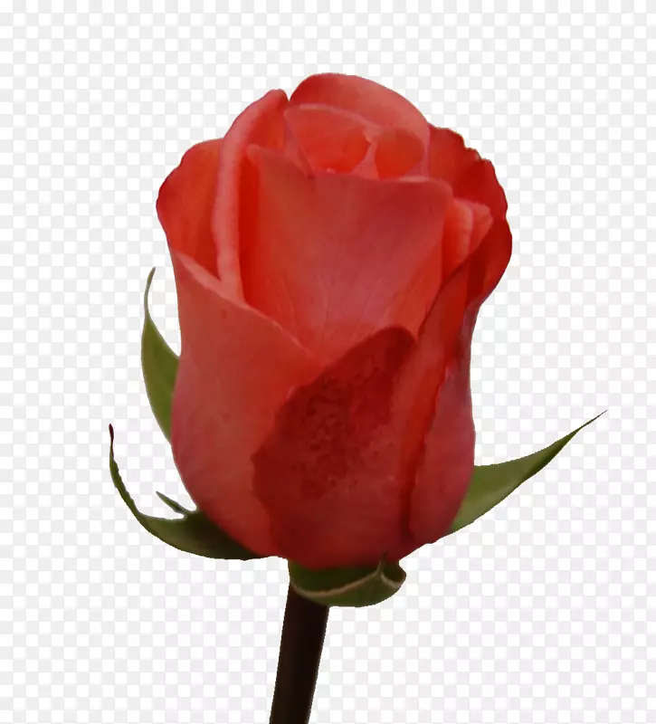 花园玫瑰，卷心菜，玫瑰花，切花，花瓣