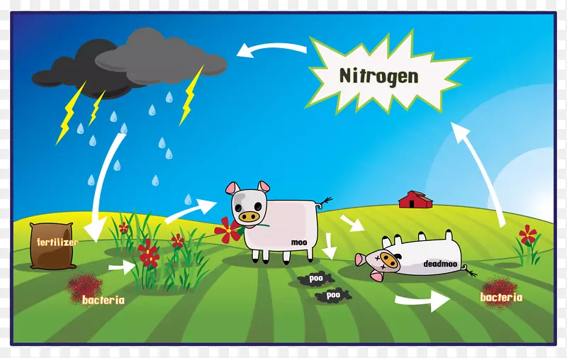 氮循环生物固氮气化