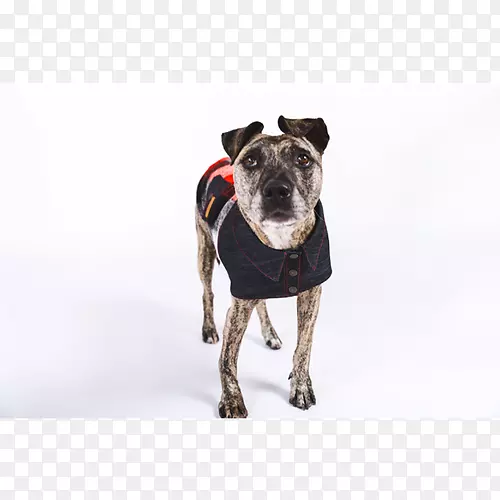 犬种夹克极地羊毛衣-狗