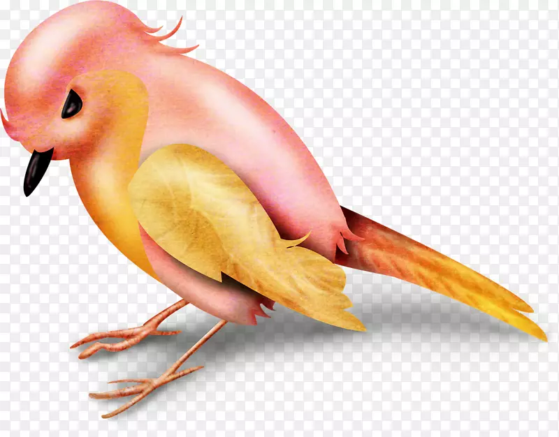 可爱的鸟桔黄色的喙鸟
