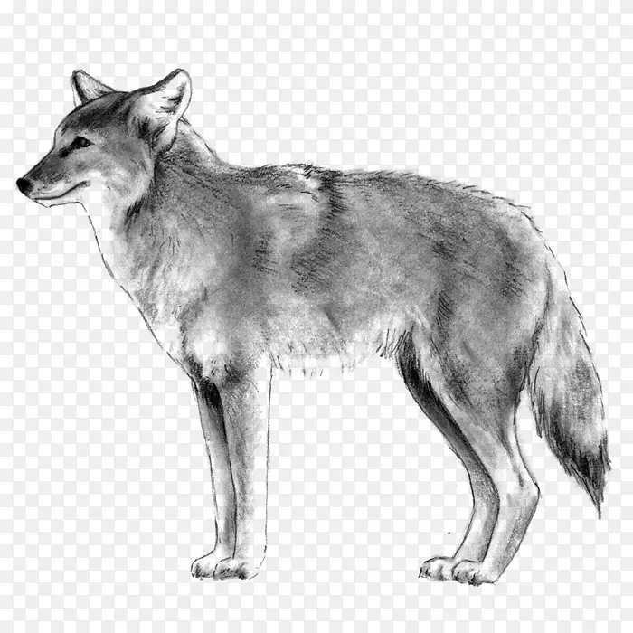 萨鲁士狼狗捷克斯洛伐克狼犬塔马斯干犬昆明狼狗普通话竖起的耳朵