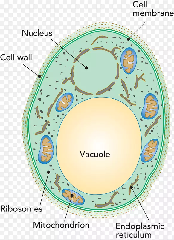 罗氏青霉液泡细胞酵母菌显微镜