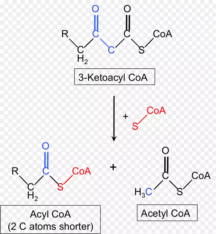 β-酮硫醇酶缺乏症乙酰辅酶c-乙酰转移酶-细胞膜