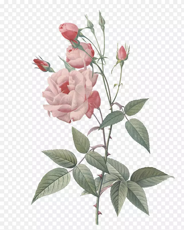 玫瑰画植物花卉设计-结婚