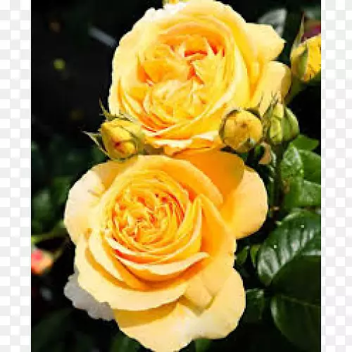 花卉花园玫瑰，卷心菜，奥地利玫瑰，玫瑰绉桃金娘