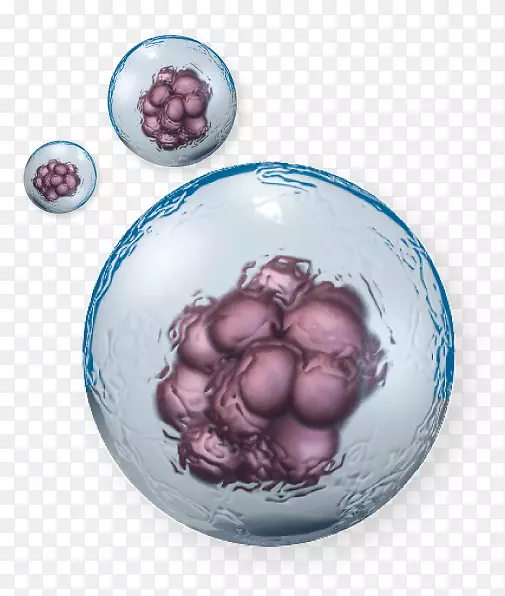 干细胞治疗细胞分化生物学干细胞