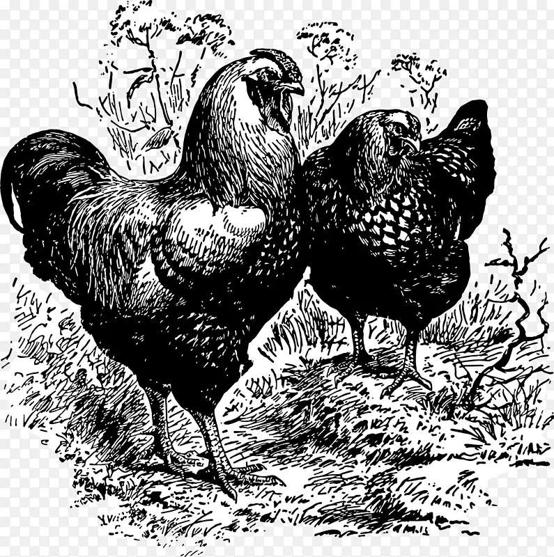 鸡动物群、喙鸡作为食物-高卢公鸡