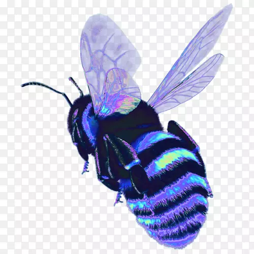 黄蜂和蜜蜂的西方蜜蜂昆虫特征