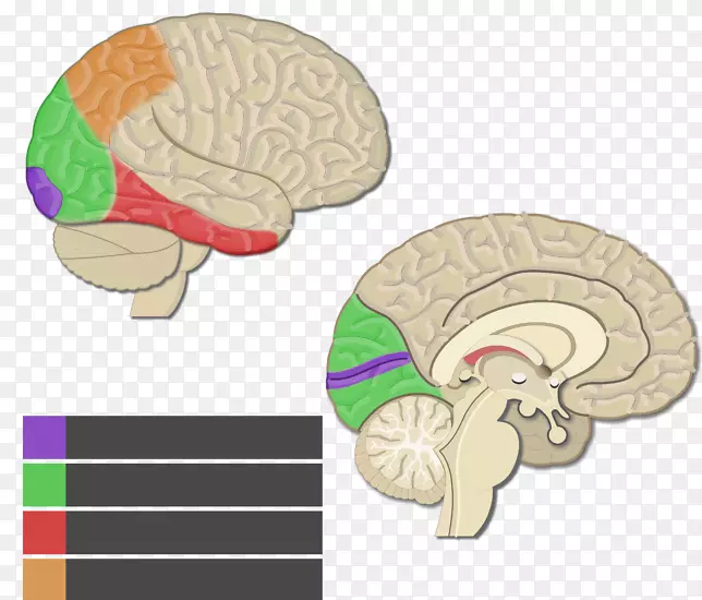 视皮层、大脑皮层、初级运动皮质、脑-脑