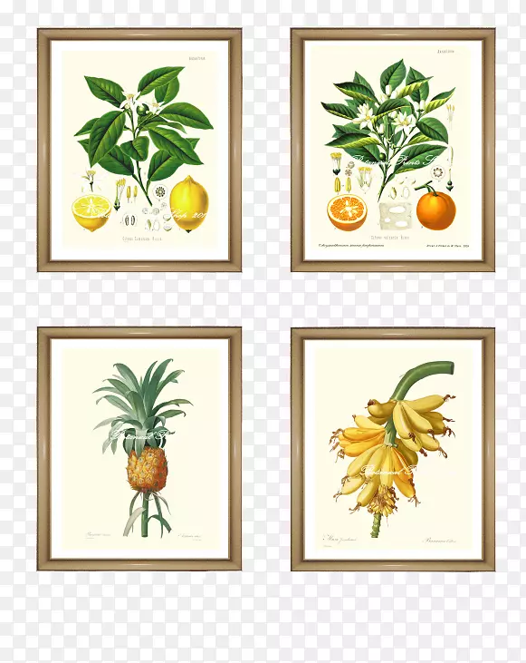 植物学插图植物学画框艺术热带水果水彩