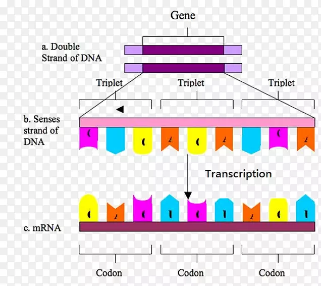 密码子dna基因编码生物学转录dna分子