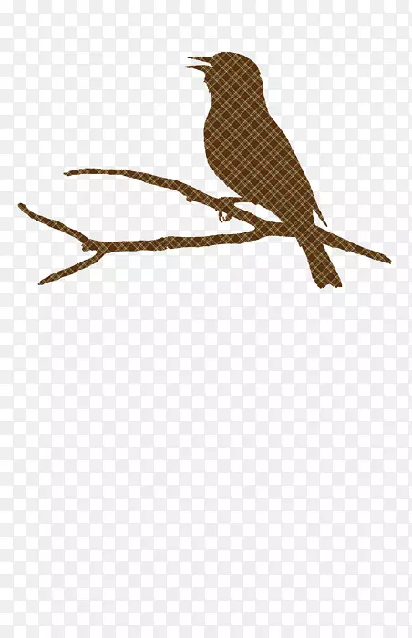 雷人喙动物群杜鹃羽毛棕色