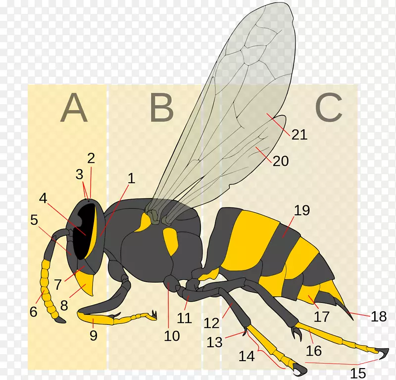 黄蜂蜂