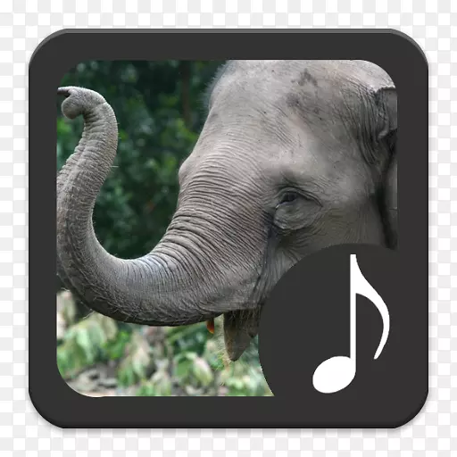 非洲丛林象苏门答腊象Elephantidae非洲森林象