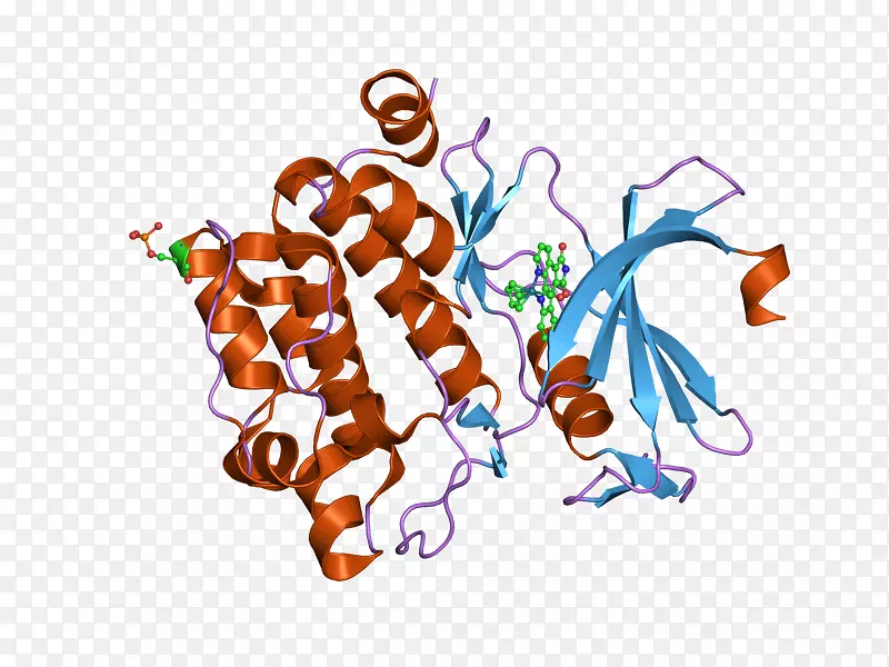 pim1pak4p21活化激酶表皮生长因子受体