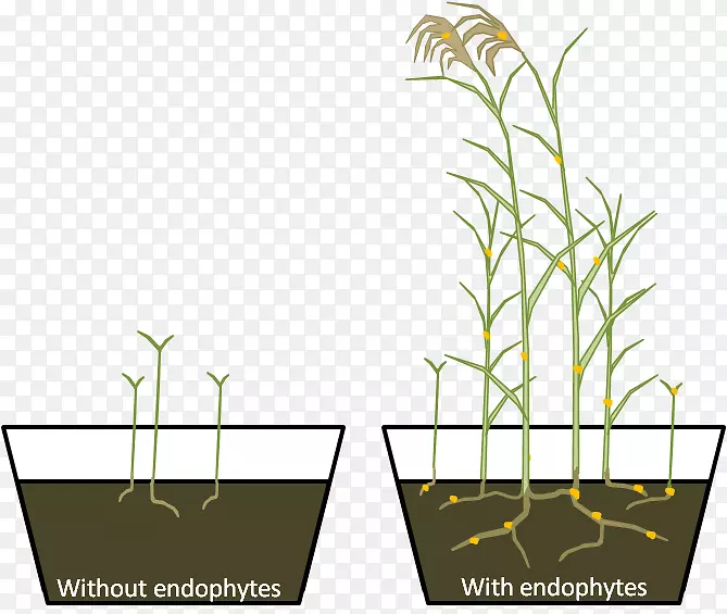 芦苇植物内生植物研究