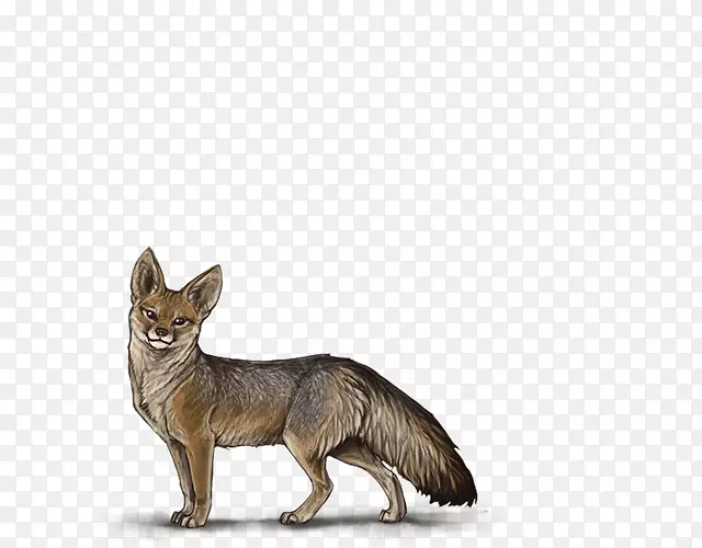 红狐犬繁殖犬群
