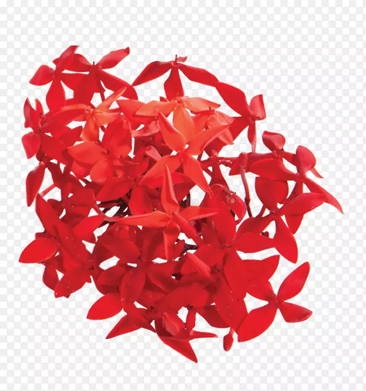 马尾藻红花花瓣植物