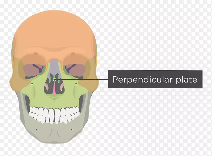 鼻甲面部骨骼-颅骨