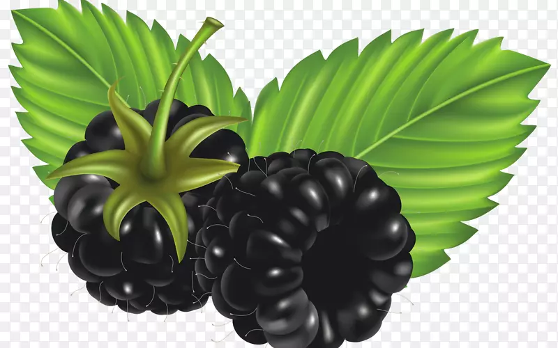 水果黑莓剪贴画-黑莓水果