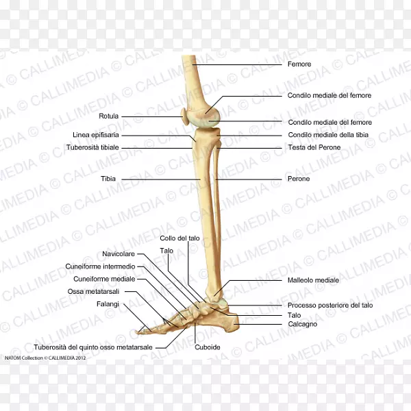 人体骨骼人体膝骨胫骨解剖