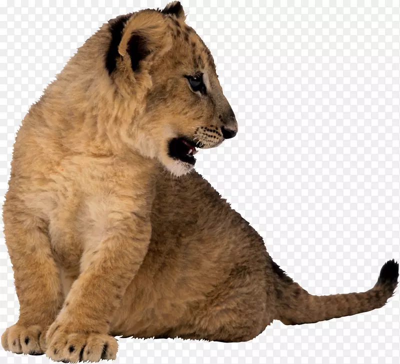 东非狮老虎动物剪贴画-狮子幼崽