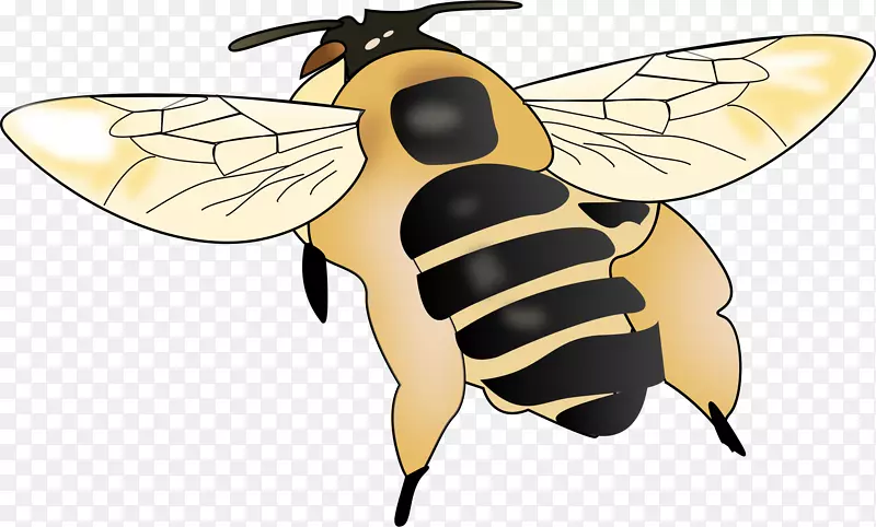 蜜蜂，大黄蜂，玛雅，蜜蜂剪贴画-蜜蜂