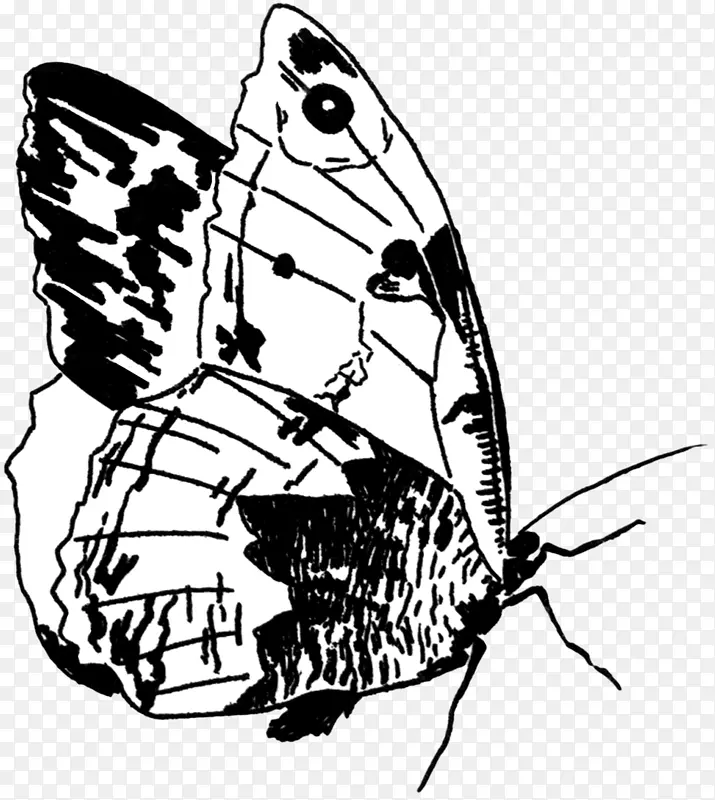 毛茸茸的蝴蝶昆虫画夹艺术蝴蝶仙女