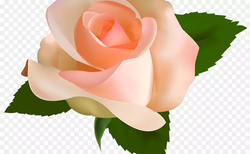 玫瑰剪贴画-手绘桃花