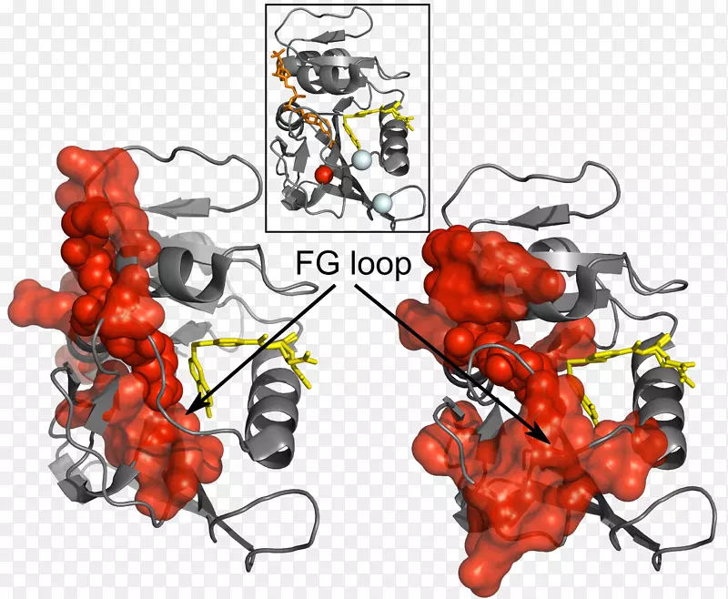 蛋白质结构生物学蛋白质设计集体运动