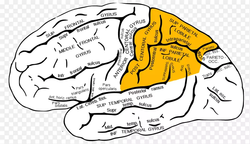 脑顶叶、颞叶、额叶-脑