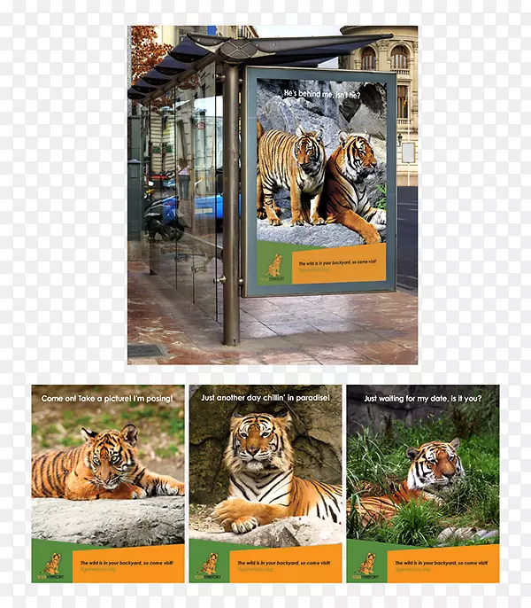 虎凤凰动物园布拉格动物园野生动物-老虎
