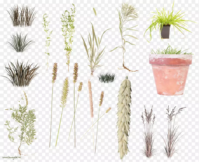 草本植物剪贴画烧草果冻