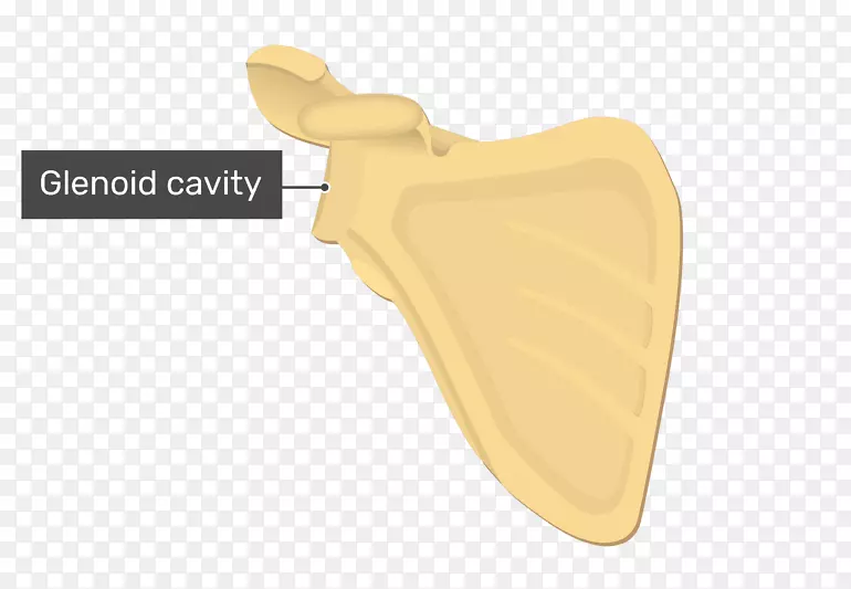 肩胛外侧角腺样腔带翼肩胛骨
