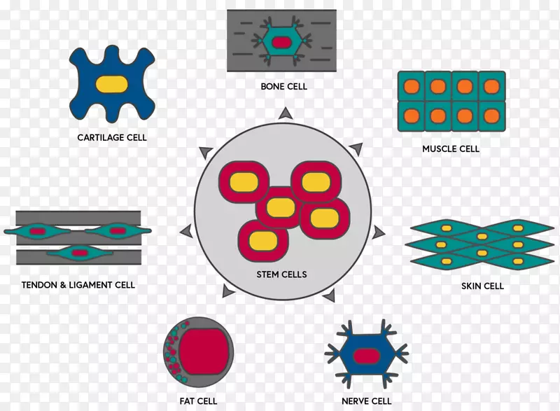 干细胞-干细胞