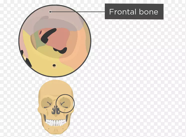 人类颅骨眶解剖
