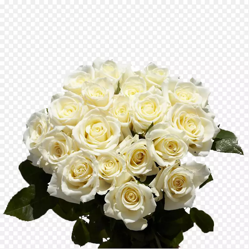 全球玫瑰-鲜花和玫瑰批发价，花束白色-紫红色