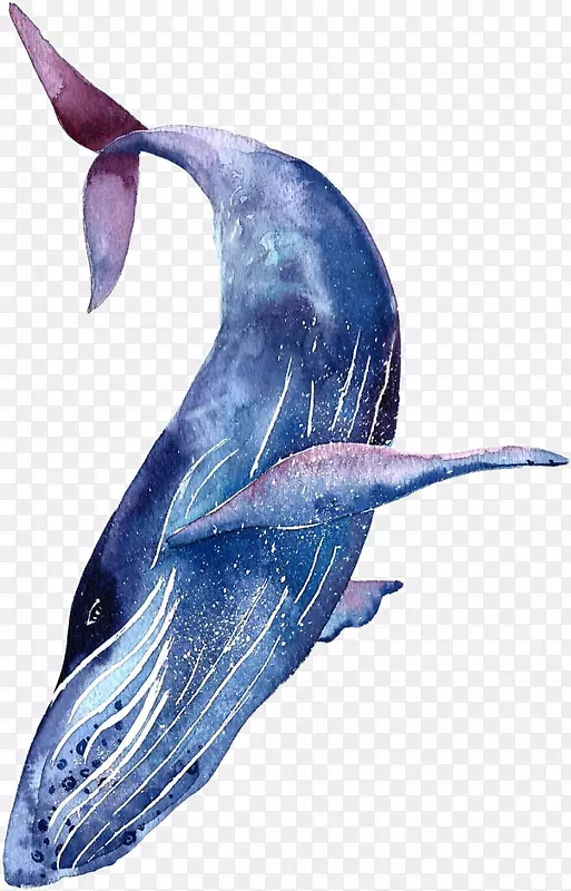 鲸鲨纹身驼背鲸蓝鲸-鲨鱼