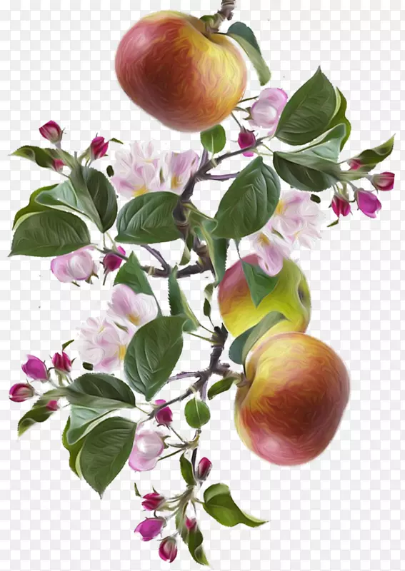 苹果桃树-苹果