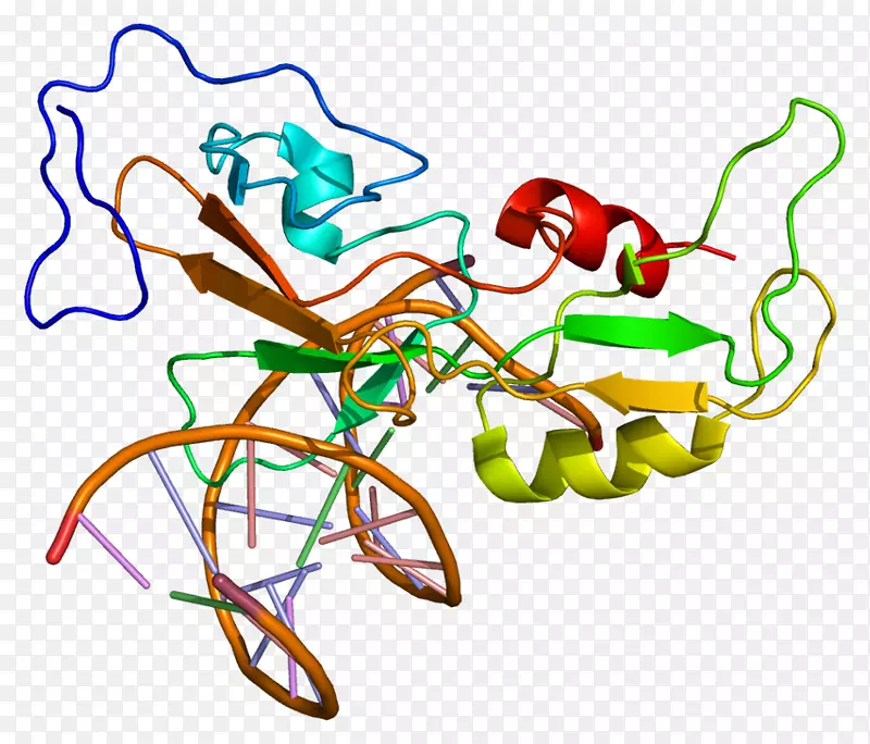 gcm 1 dna结合蛋白遗传密码