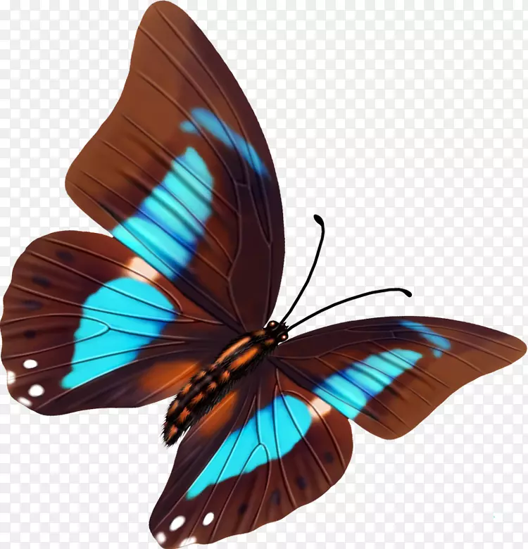 毛茸茸的蝴蝶，飞蛾，9.7英寸的蝴蝶