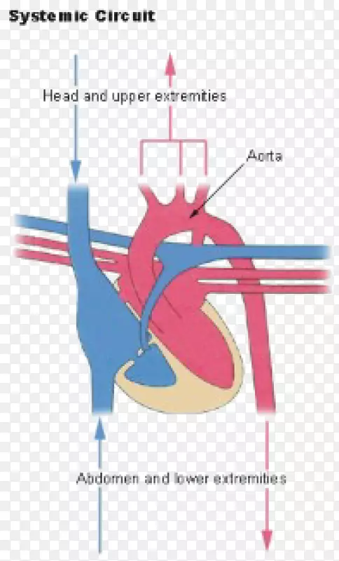 肺循环肺动脉循环系统人体心脏