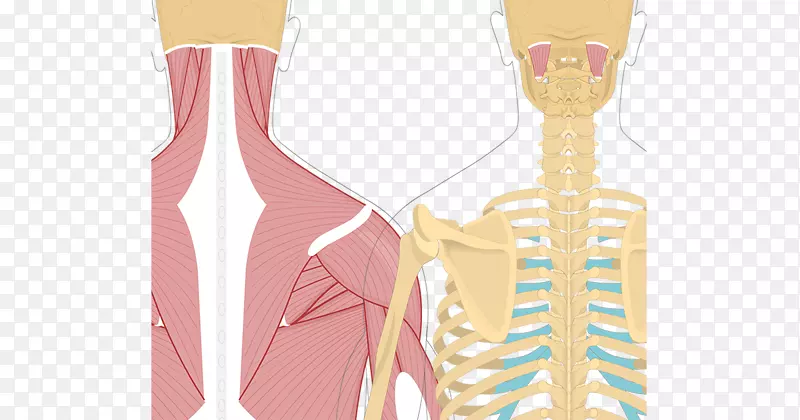 头肌、颈脾肌、半尖头肌、斜角肌、上肌、颈肌