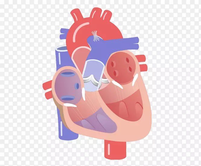 心脏瓣膜电传导系统心脏循环系统解剖-心脏